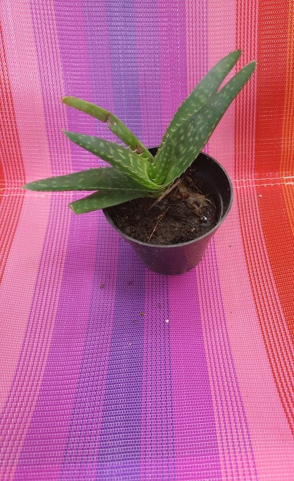 Producto - aloe vera (sabila)