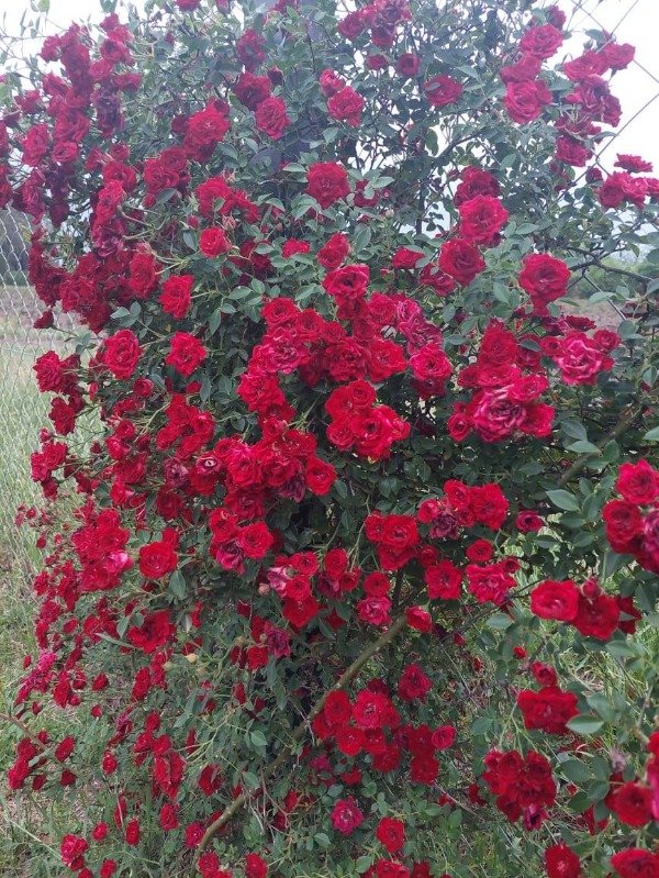 Producto - Red Cascade Trepador/rastrero EN MACETA