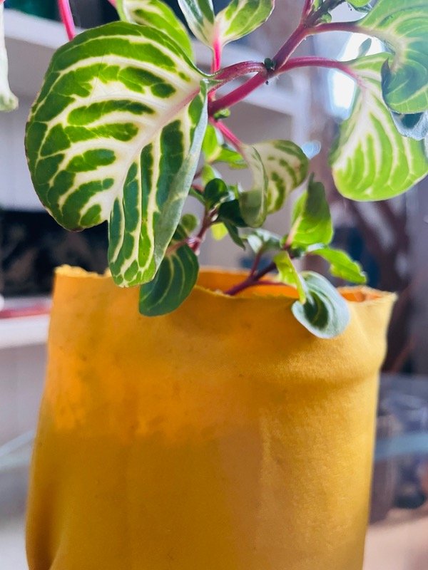 Producto - Iresine maceta trigo