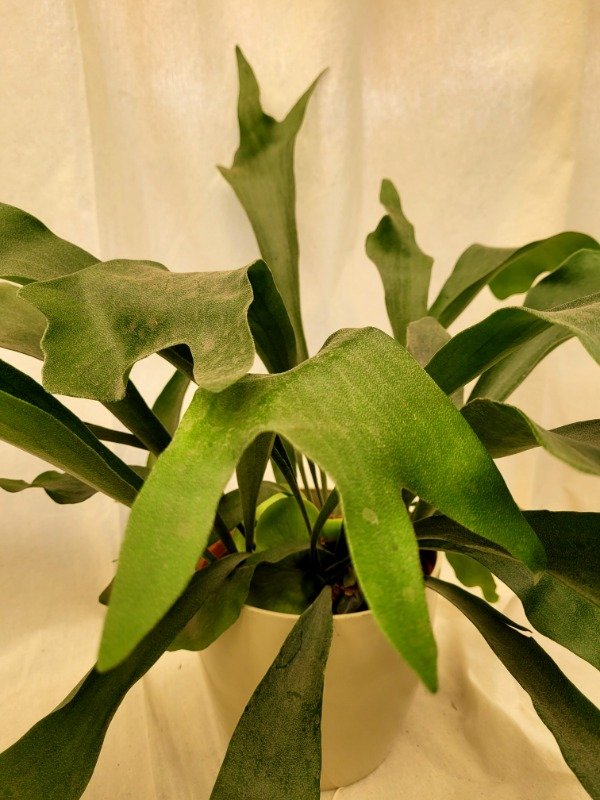 Producto - Platycerium Bifurcatum o Cuerno de Alce