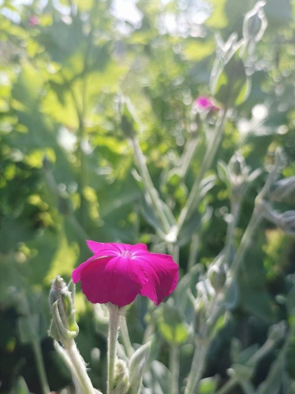 Producto - LICHNIS CORONARIA