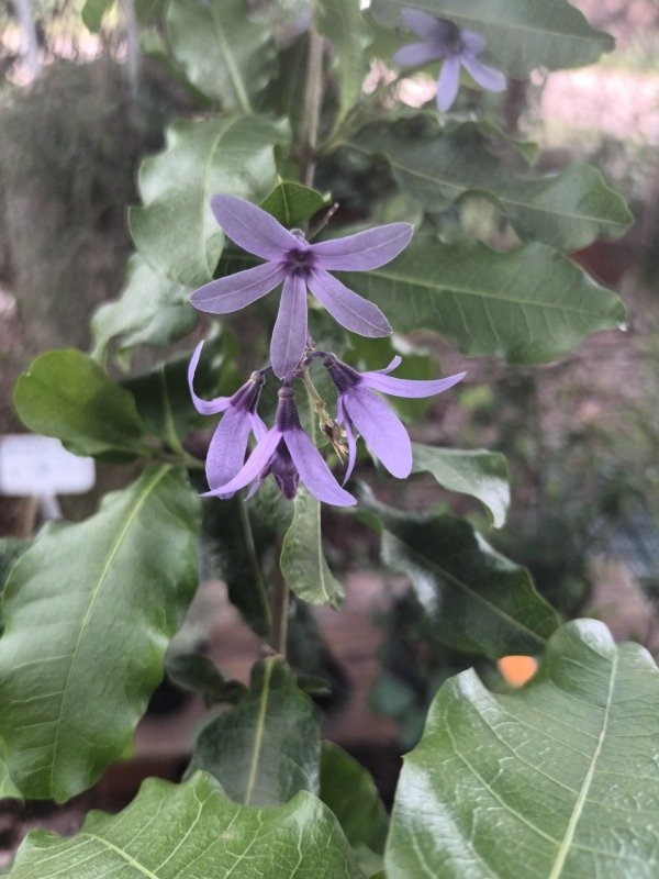 Producto - Petrea - 2