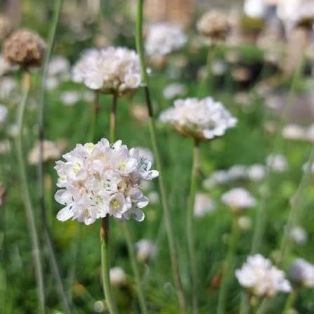 Producto - Armeria maritima Alba 750 cc