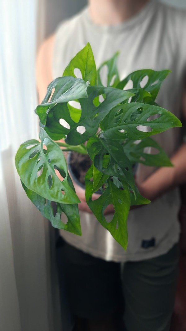 Producto - Monstera Adansonii