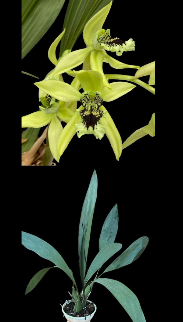 Producto - Coelogyne Pandurata
