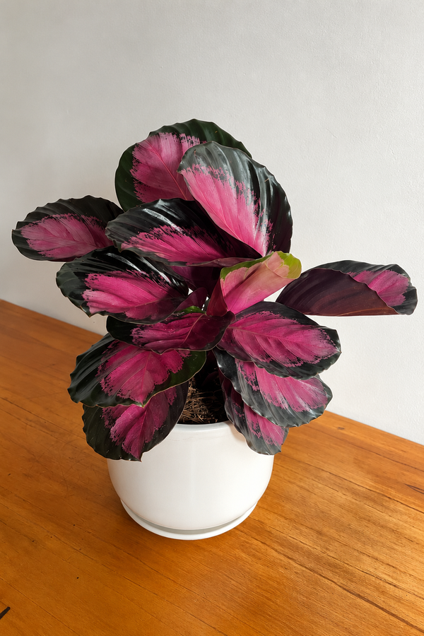 Producto - Calathea Crimson - 0