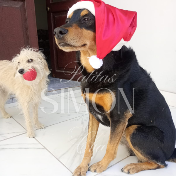 Producto - Pack de gorros navidad x 6