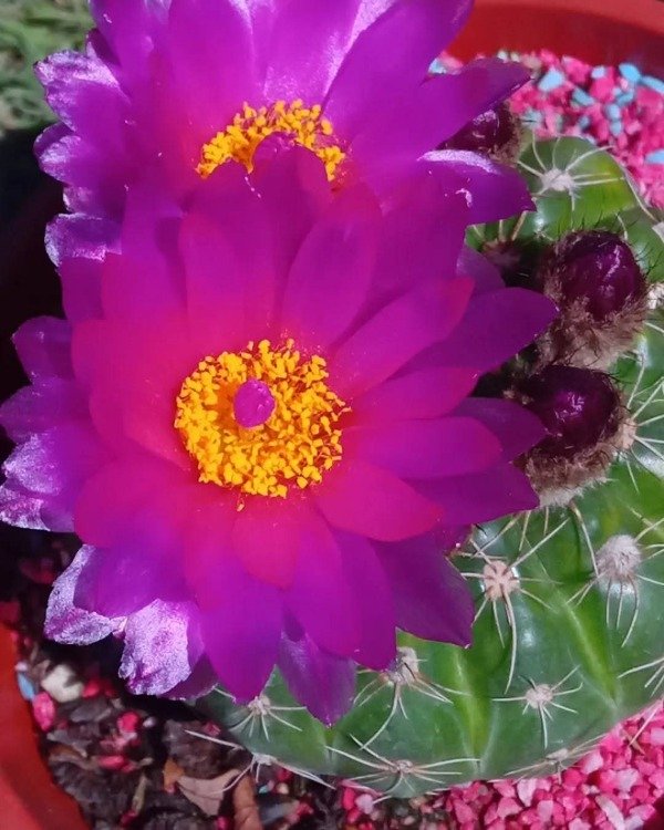 Producto - Cactus Globo (Notocactus uebelmanniana) - 0