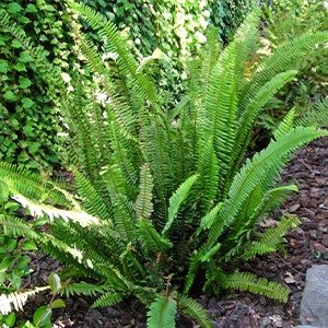 Producto - Nephrolepis cordifolia (Helecho serrucho)