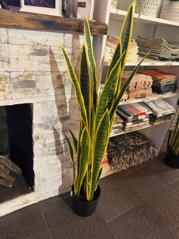 Producto - Planta Sanseviera 1,10 mts ( Efectivo: 179.920)