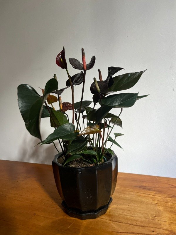 Miniatura de producto - 5