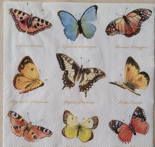 Producto - Mariposas fondo blanco
