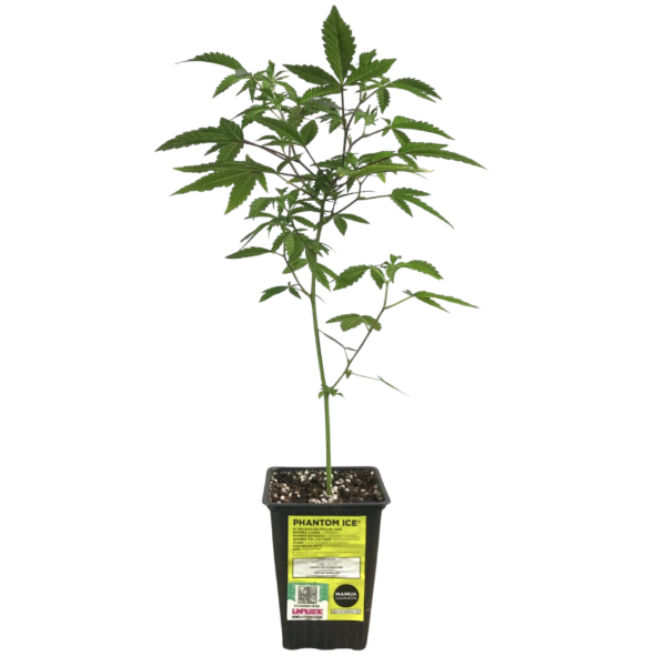 Producto - Esquejes Phantom Ice