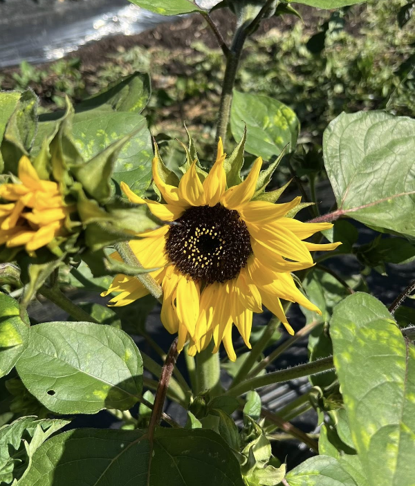 Producto - SEMILLAS DE GIRASOL ENANO POLINO COLA DWF MULTIFLORAL APTO PARA MACETAS