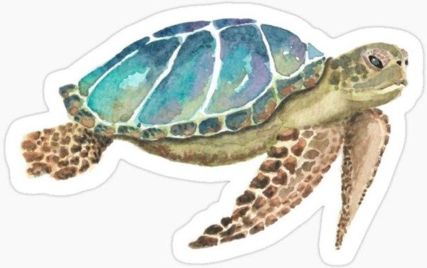 Producto - TORTUGA MARINA