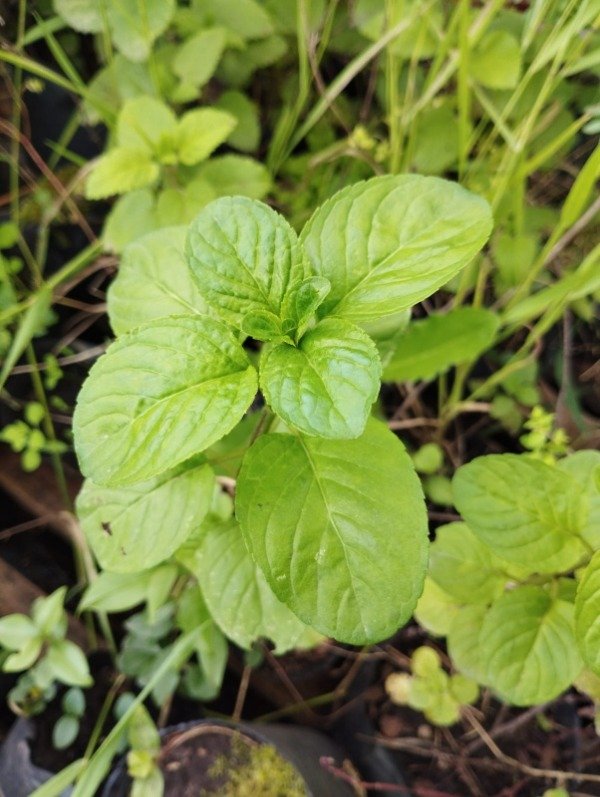 Producto - Menta ( distintas variedades)