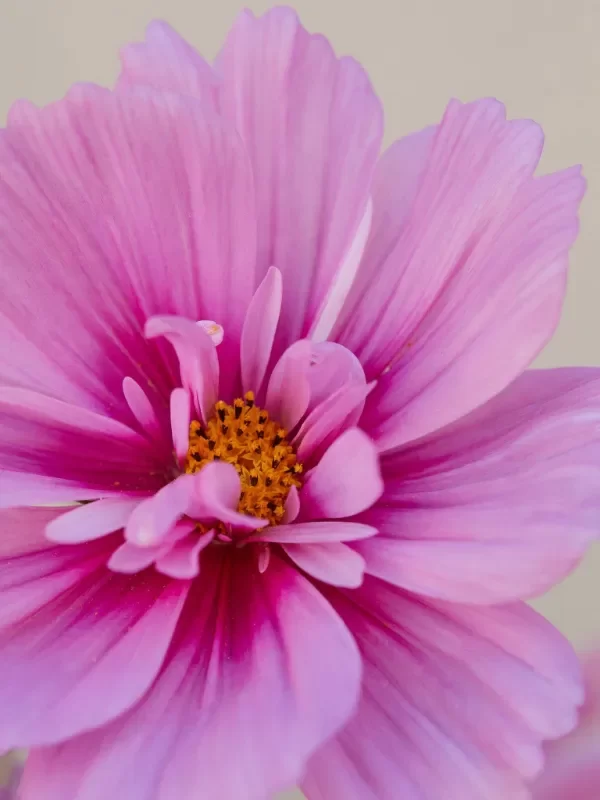 Producto - Cosmos bipinnatus Fizzy Pink Dark Centre - 1