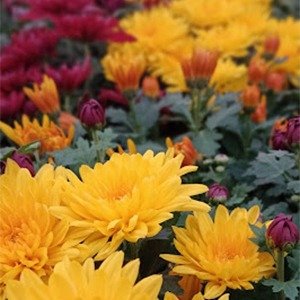 Producto - Chrysanthemum doble (Crisantemo doble)