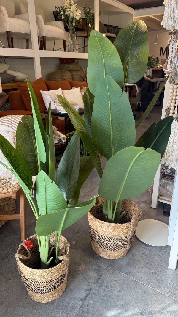Producto - Planta banano con maceta 1.60m