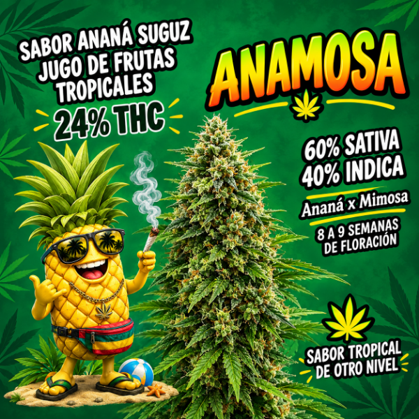 Producto - SEMILLA TERRAMOTA ANAMOSA x6 - 0