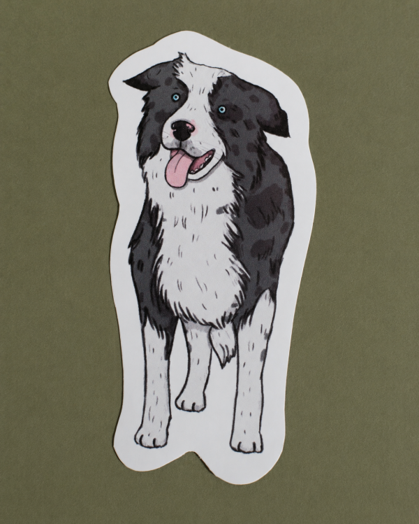 Producto - Sticker vinilo "Border Collie blue merle"