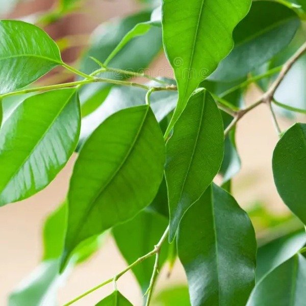 Producto - Ficus trenzado
