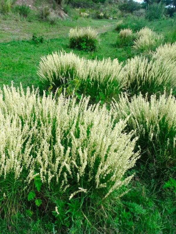 Producto - CORTADERITA (Melica macra) - 3