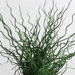 Producto - Juncus twister