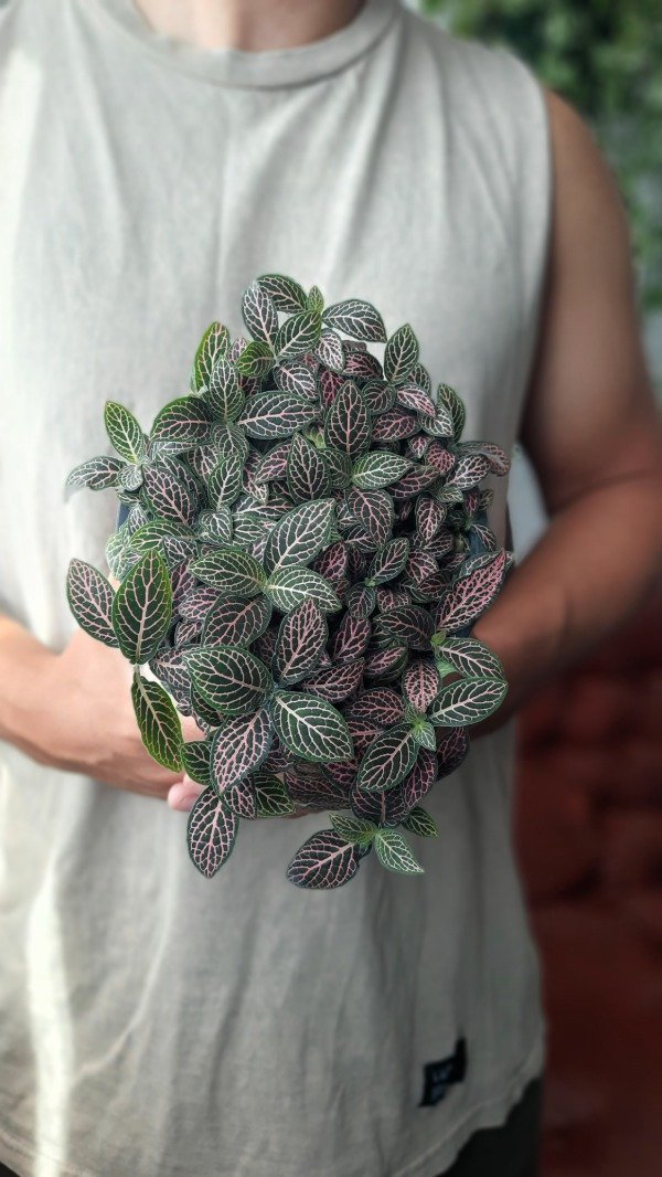 Producto - Fittonia rosa