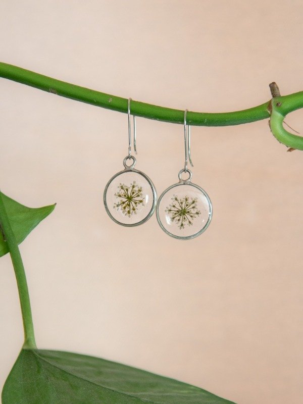 Producto - Cicuta verde