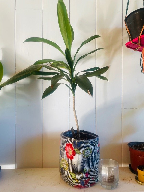 Producto - Drascena stricta