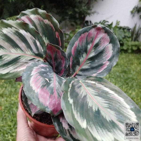 Producto - Calathea Roseopicta Misty - 0
