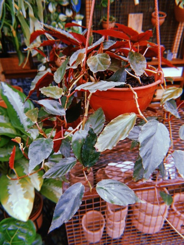 Producto - BEGONIA ROJA