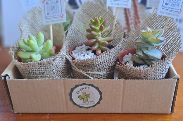 Producto - Suculentas box x 6