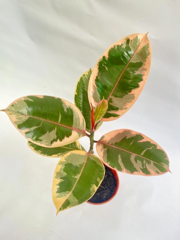 Producto - Gomero Ruby en maceta N14