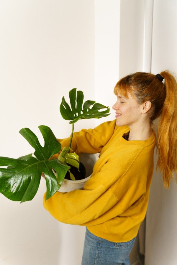 Producto - Monstera Mediana