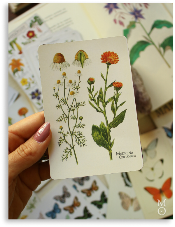 Producto - Imán Botánico - manzanilla y caléndula