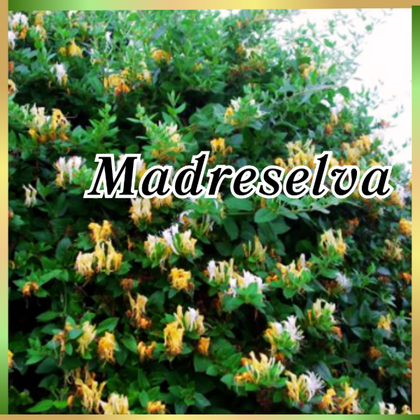 Producto - esencia fragancia Madreselva