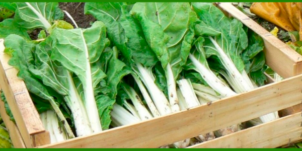 Producto - Acelga agroecológica x 500 gr aprox. de Bioma