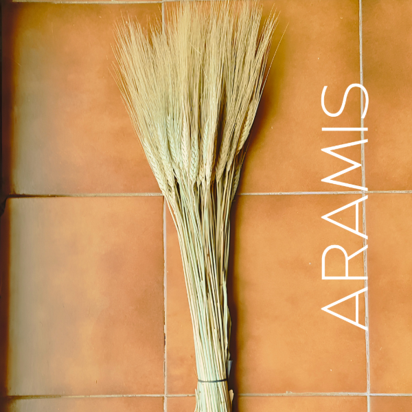 Producto - Espigas de trigo