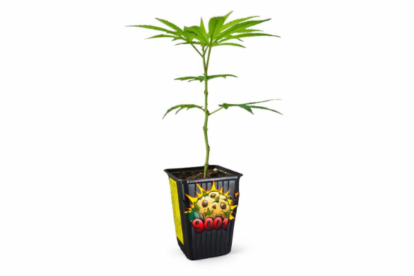 Producto - KAME SEEDS - 9001 - ESQUEJE