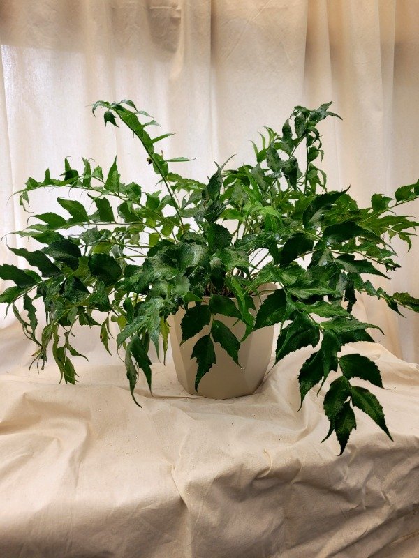 Producto - Helecho Cyrtomium Falcatum (tamaño mediano)