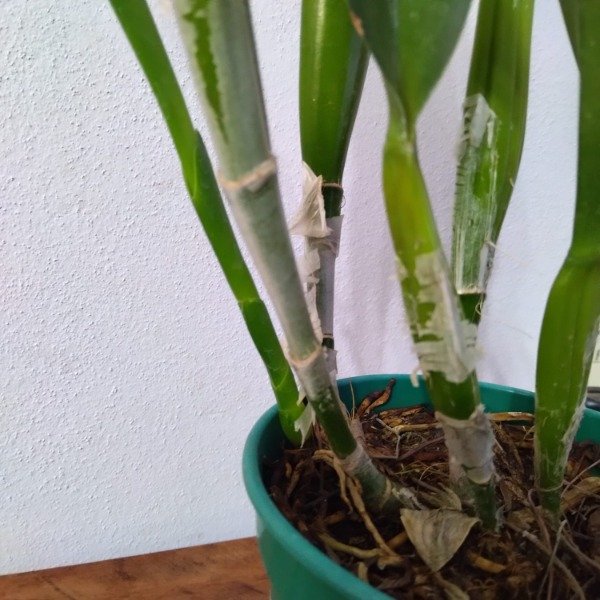 Producto - Laelia Purpurata Vinicolor - 2