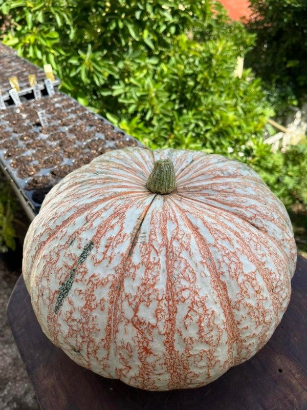 Producto - SEMILLAS DE ZAPALLO ONE TOO MANY CALABAZA PULPA AMARILLA EXQUISITA