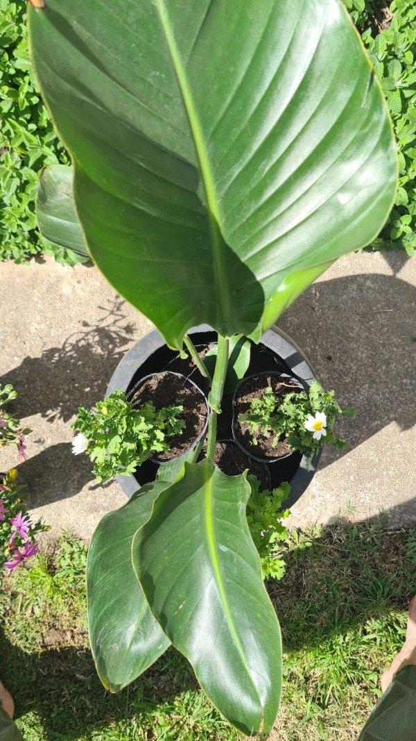 Producto - Strelitzia Nicolai