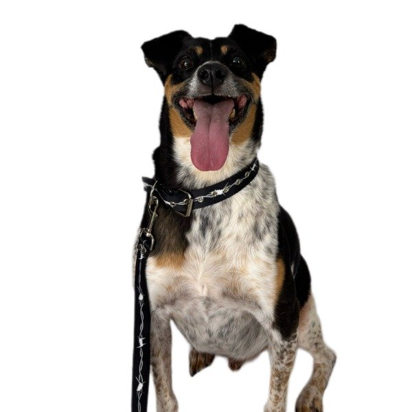 Producto - Correa y Collar para Perros Modelo Spikes