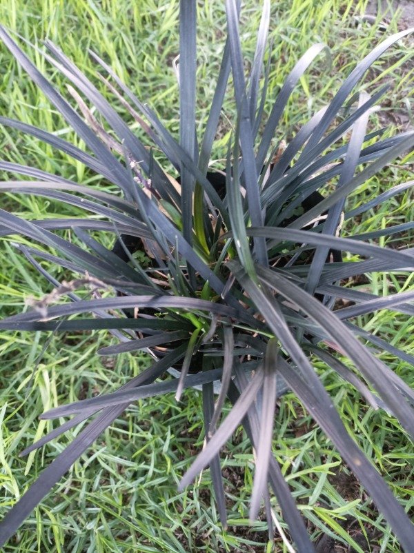 Producto - Ophiopogon japonicus Nigra - 0