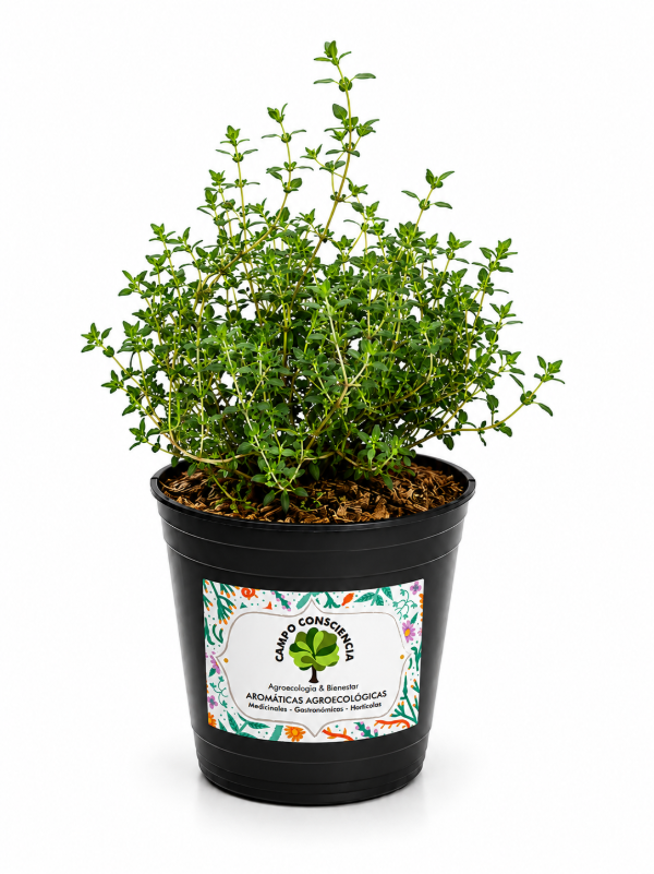 Producto - Plantín de Tomillo - Maceta M12