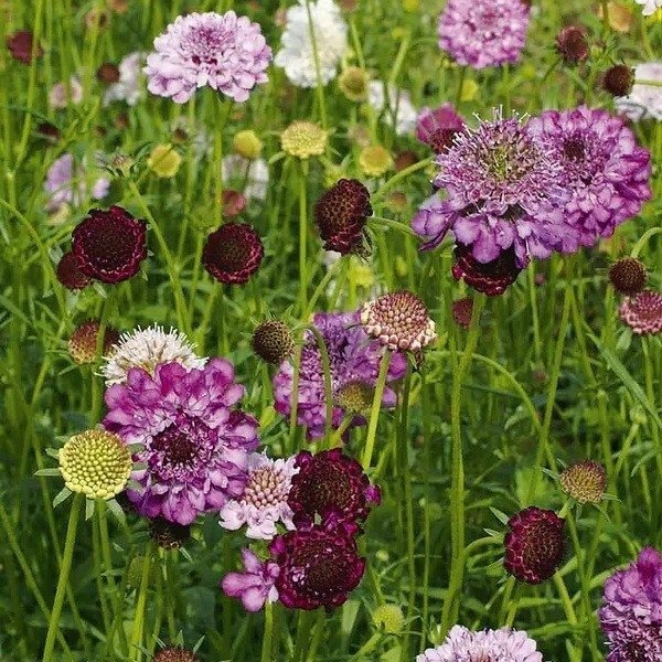 Producto - Escabiosa - mix lilas moradas - Scabiosa atropurpúrea