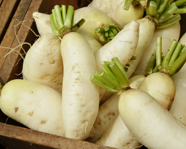 Producto - Semillas De Rabano Blanco Daikon Forrajero - 2